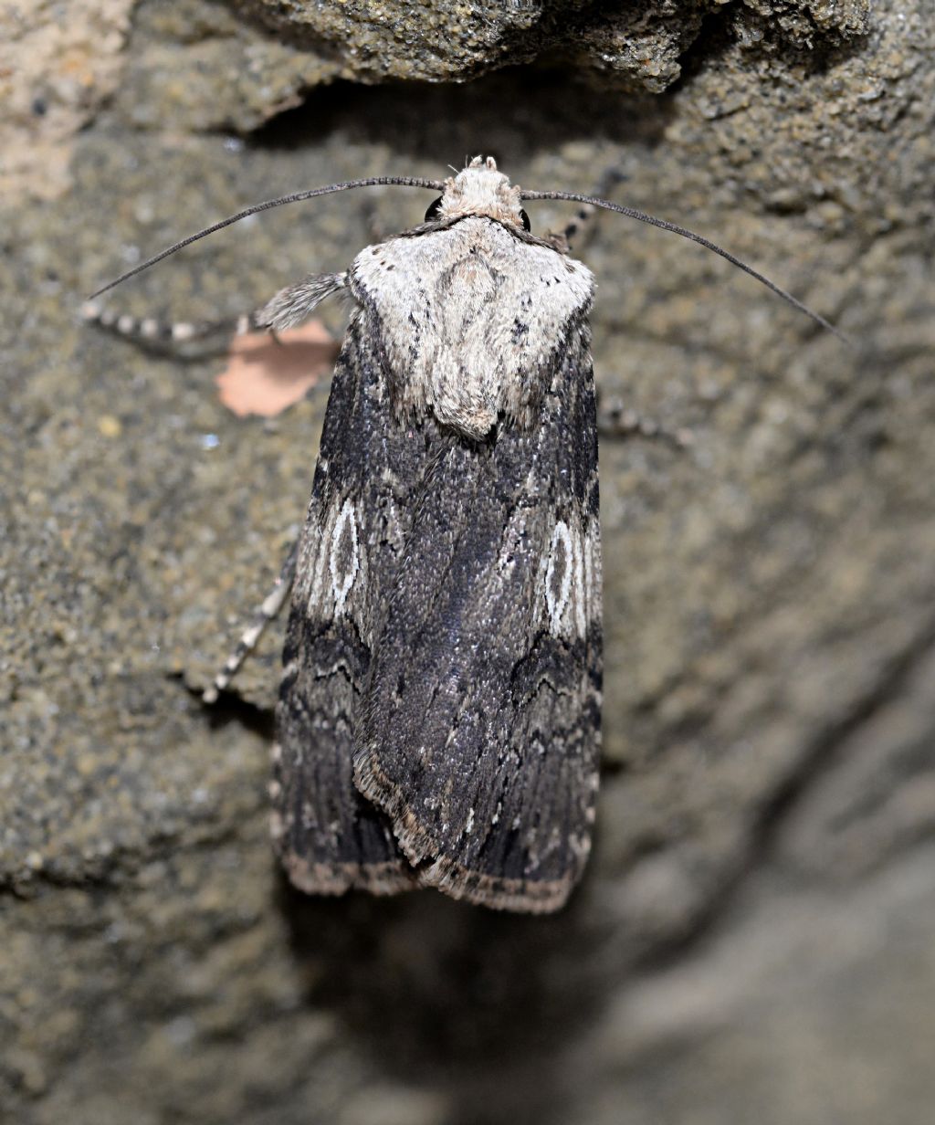 Noctuidae da id